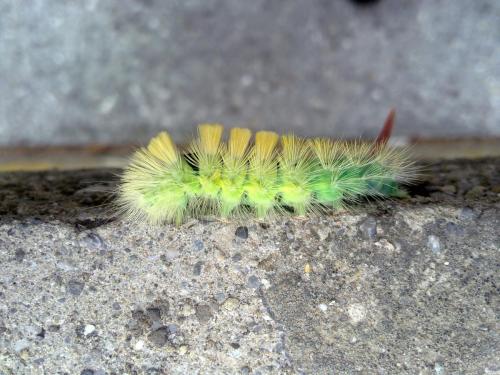 Réf. 63 379 : Calliteara pudibunda
