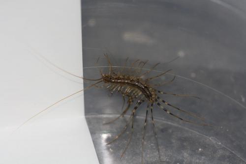 Réf. 63 487 : Scutigera coleoptrata