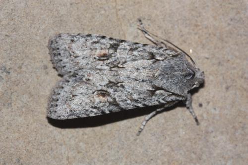Lithophane ornitopus