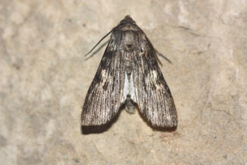 Réf. 63 465 : Scotochrosta pulla