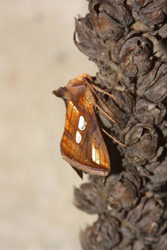 Plusia festucae