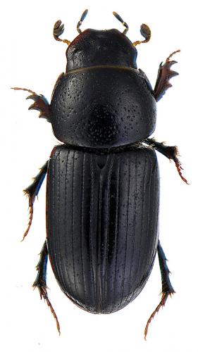 Réf. 63 953 : Nialus varians