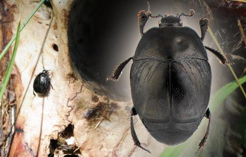 Réf. 63 987 : Saprinus semistriatus