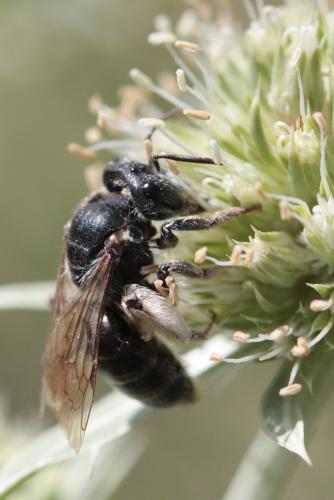 Réf. 63 490 : Andrena sp.