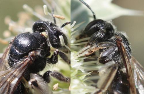 Andrena sp.