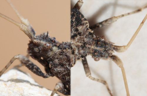 Centrocoris variegatus