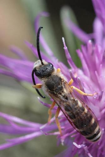 Halictus scabiosae