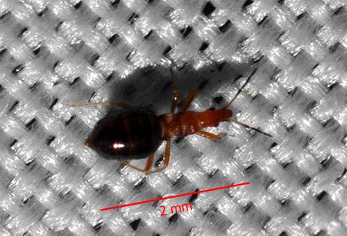 Loricula elegantula