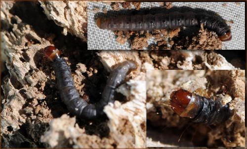 Réf. 63 301 : Hypsopygia glaucinalis