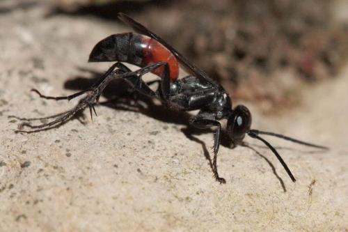 Réf. 63 082 : Arachnospila trivialis