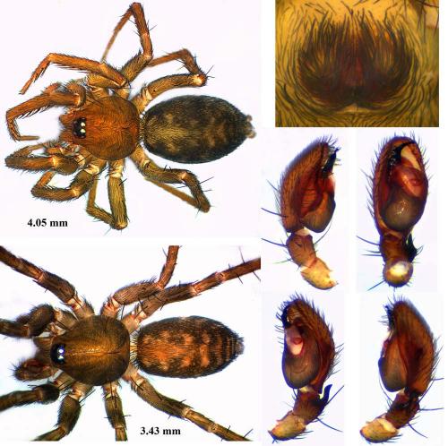 Apostenus fuscus