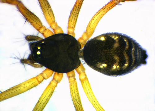 Tenuiphantes flavipes