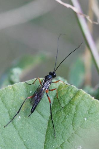Exetastes calobatus