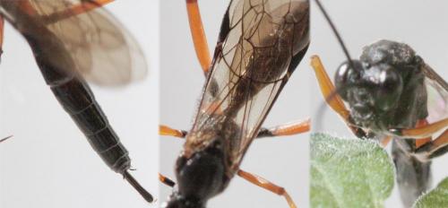 Exetastes calobatus