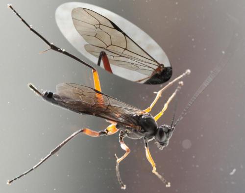 Exetastes calobatus