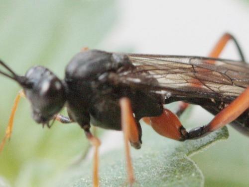 Exetastes calobatus