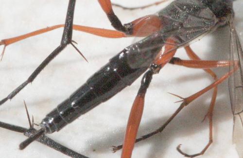 Exetastes calobatus