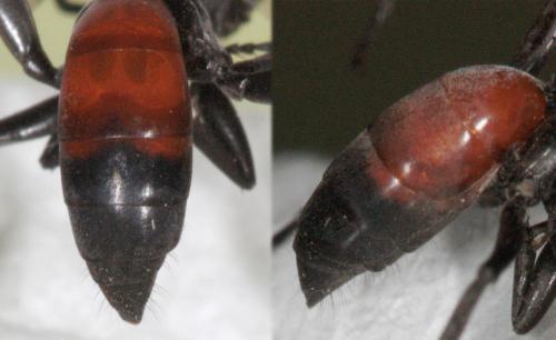 Réf. 63 100 : Arachnospila trivialis