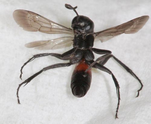 Réf. 63 083 : Arachnospila trivialis