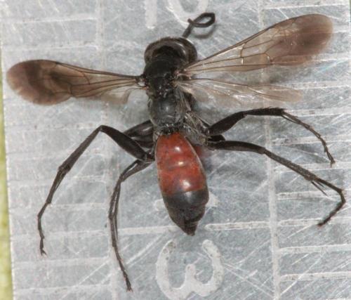 Réf. 63 084 : Arachnospila trivialis