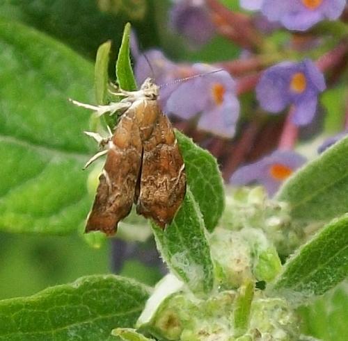 Réf. 63 557 : Choreutis nemorana