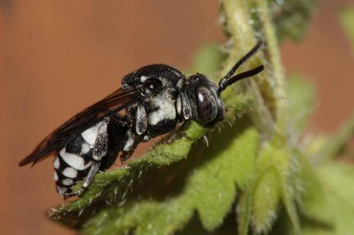 Réf. 63 225 : Epeolus fallax