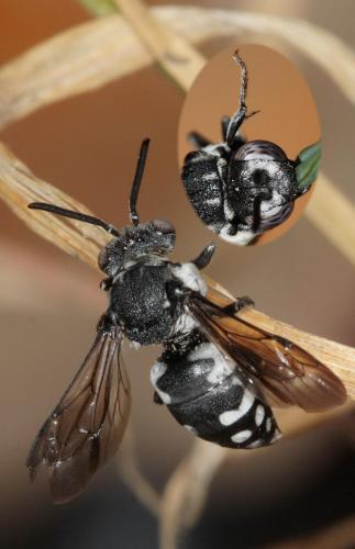 Epeolus fallax
