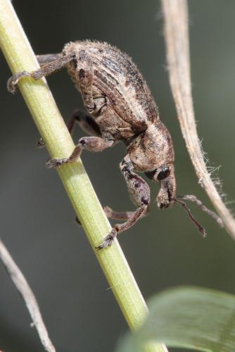 Réf. 63 447 : Brachypera zoilus