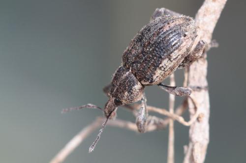 Réf. 63 448 : Brachypera zoilus