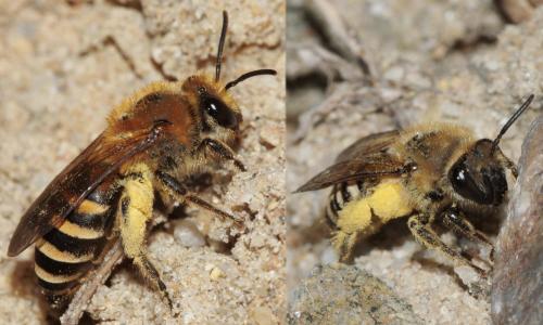 Colletes hederae
