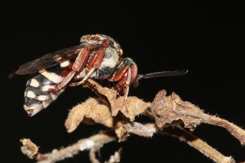Réf. 63 623 : Epeolus cruciger