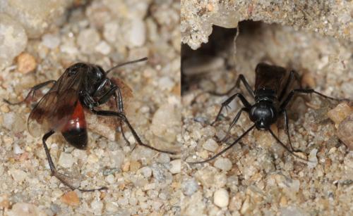 Réf. 63 668 : Caliadurgus fasciatellus