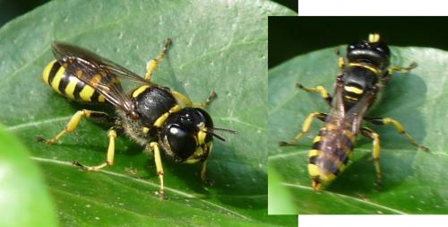 Réf. 63 859 : Ectemnius lapidarius
