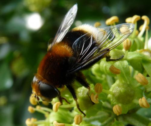 Réf. 63 916 : Eristalis intricaria