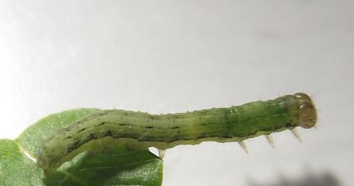 Noctua pronuba
