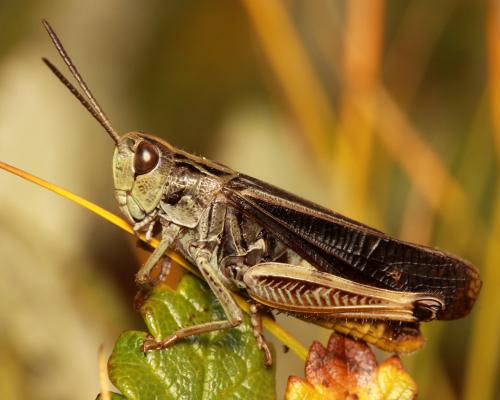 Réf. 63 392 : Stenobothrus cotticus