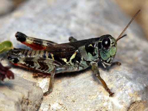 Bohemanella frigida frigida