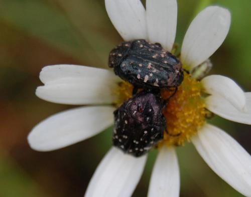 Oxythyrea funesta
