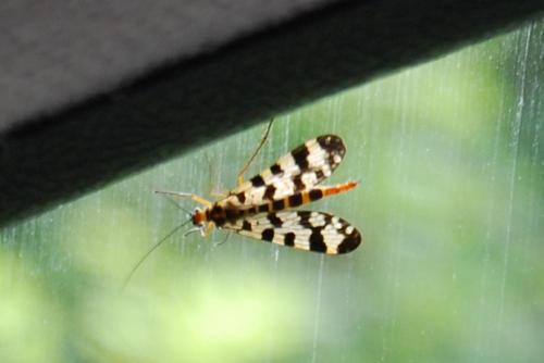 Panorpa meridionalis