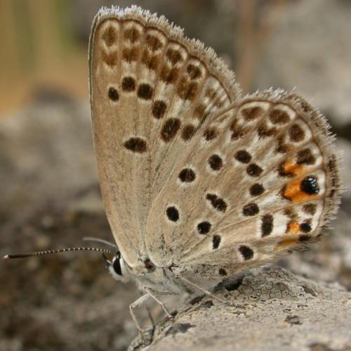Réf. 63 894 : Plebejus loewii