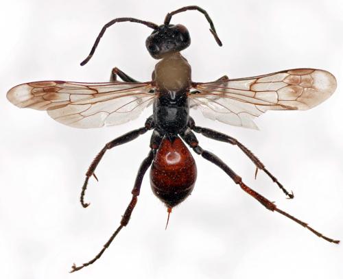 Réf. 63 395 : Priocnemis schioedtei