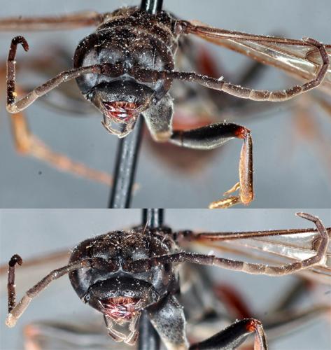 Réf. 63 396 : Priocnemis schioedtei