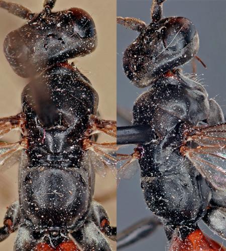 Réf. 63 397 : Priocnemis schioedtei