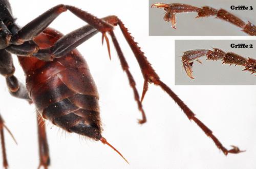 Réf. 63 398 : Priocnemis schioedtei