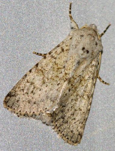 Aporophyla canescens