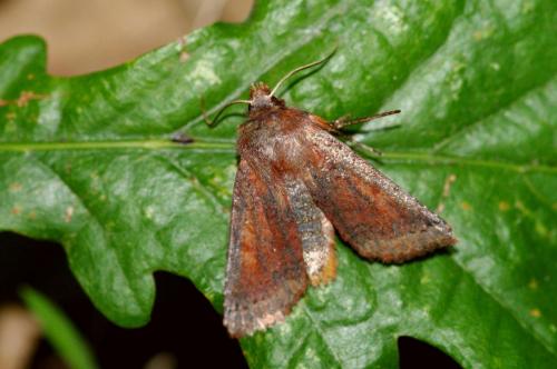 Réf. 63 713 : Agrochola haematidea