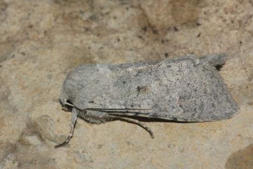 Ammoconia senex