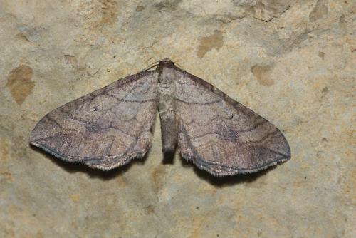 Coenocalpe millierata