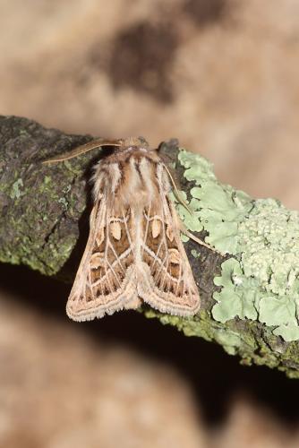 Ulochlaena hirta