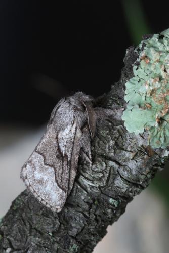 Trichiura castiliana